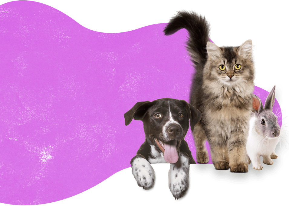 Misbourne Valley Cattery & Bunny Hotel Professional dog walking & pet visiting